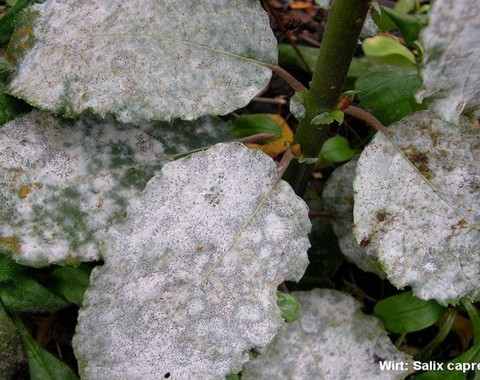 Erysiphe_adunca var. adunca Erysiphe adunca var. adunca (Wallroth 1819 : Fries 1829) Fries 1829 Wirt: Salix caprea - Salweide Bemerkungen: dieser Echte Mehltaupilz wird zerstreut an der...